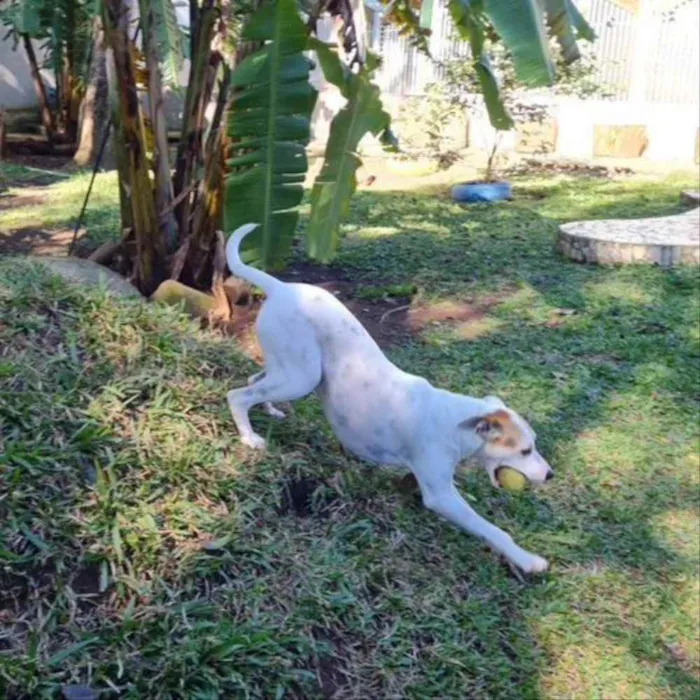Cachorro ra a Srd idade 1 ano nome RICOTA