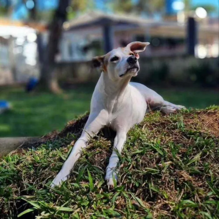 Cachorro ra a Srd idade 1 ano nome RICOTA