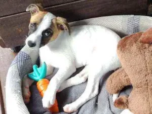 Cachorro raça Fox Paulistinha idade 2 a 6 meses nome Lili