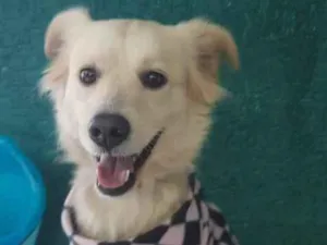 Cachorro raça Srd idade 2 anos nome Bebel
