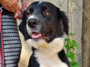 Cachorro raça SRD-ViraLata idade 1 ano nome Beethoven