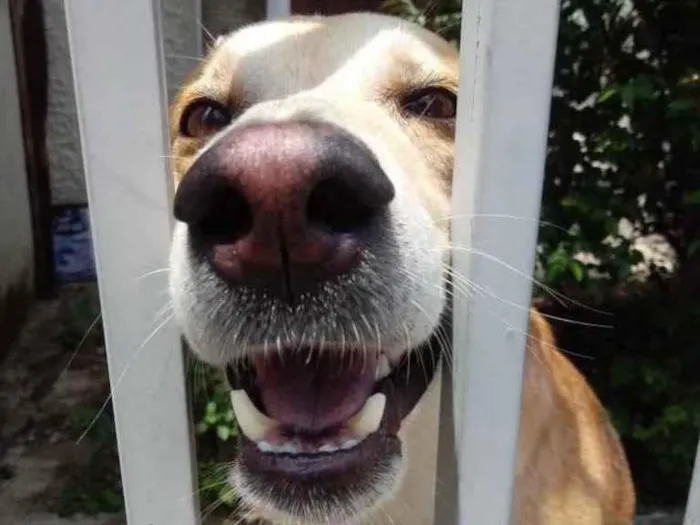 Cachorro raça Srd idade 1 ano nome Trovão bonzinho 