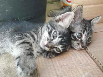 Gato raça Sem raça  definida idade 2 a 6 meses nome Livre para escolher