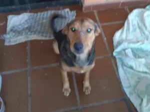 Cachorro raça SRD-ViraLata idade 1 ano nome Airon
