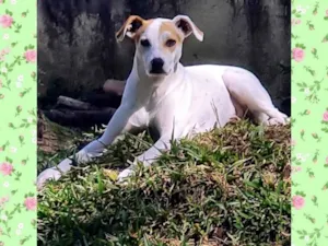 Cachorro raça Srd idade 1 ano nome RICOTA