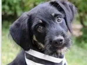 Cachorro raça SRD  idade 2 a 6 meses nome Zack 