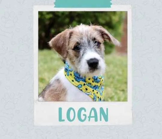 Cachorro ra a SRD  idade 2 a 6 meses nome Logan 