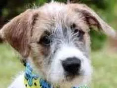 Cachorro raça SRD  idade 2 a 6 meses nome Logan 