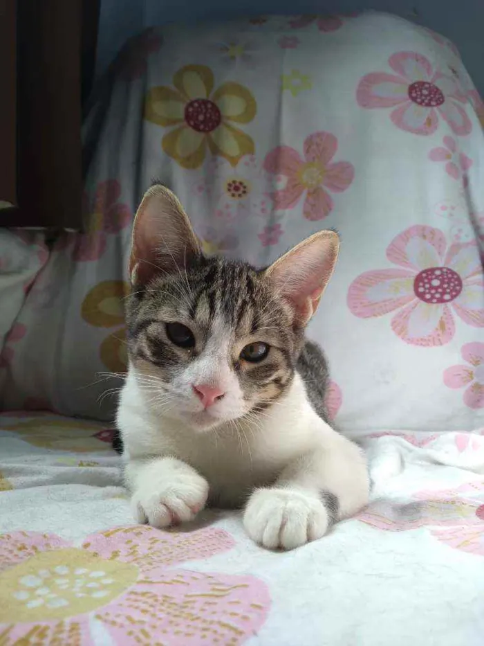 Gato ra a SRD idade 2 a 6 meses nome Juju