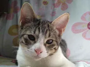Gato raça SRD idade 2 a 6 meses nome Juju