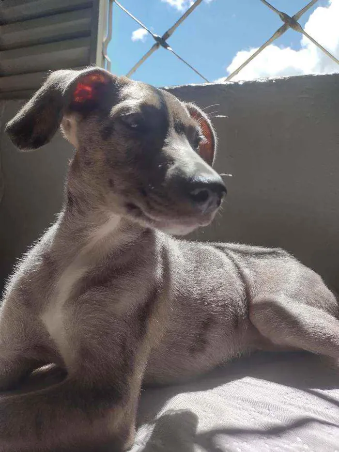 Cachorro ra a Mista idade 2 a 6 meses nome Lunar