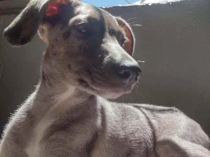 Cachorro ra a Mista idade 2 a 6 meses nome Lunar