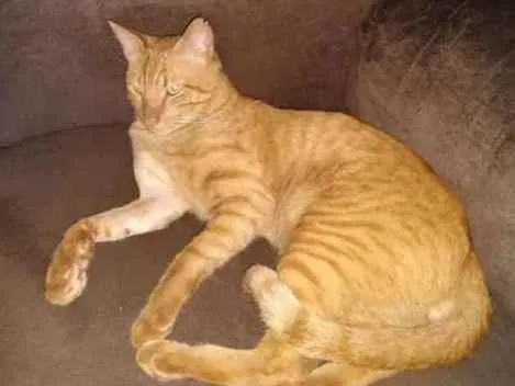 Gato ra a Sem raça definida SRD idade 2 anos nome Caramelo