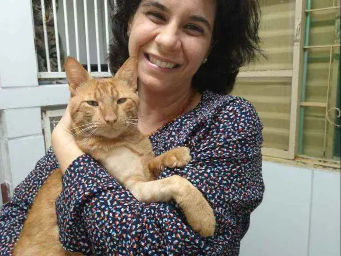 Gato ra a Sem raça definida SRD idade 2 anos nome Caramelo