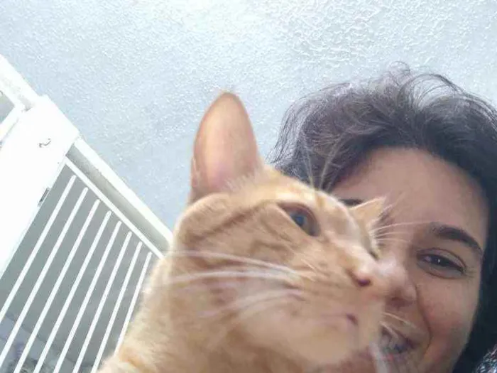 Gato ra a Sem raça definida SRD idade 2 anos nome Caramelo