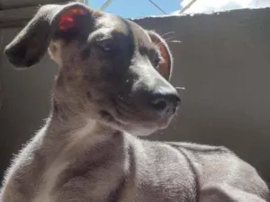 Cachorro raça Mista idade 2 a 6 meses nome Lunar