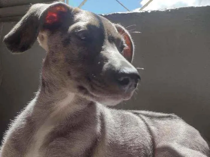 Cachorro ra a Mista idade 2 a 6 meses nome Lunar