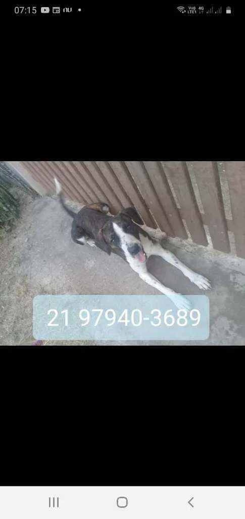 Cachorro ra a Srd idade 2 anos nome Grey