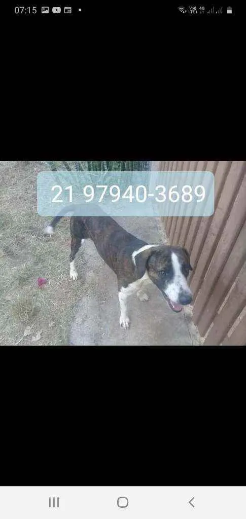 Cachorro ra a Srd idade 2 anos nome Grey