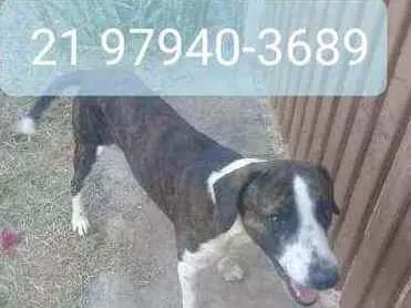 Cachorro ra a Srd idade 2 anos nome Grey