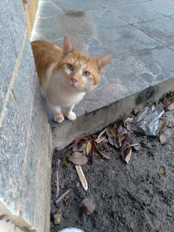 Gato ra a Mestiço  idade 2 anos nome Fefe