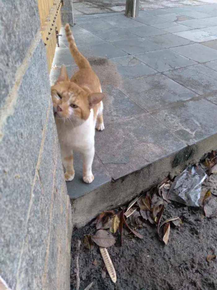 Gato ra a Mestiço  idade 2 anos nome Fefe