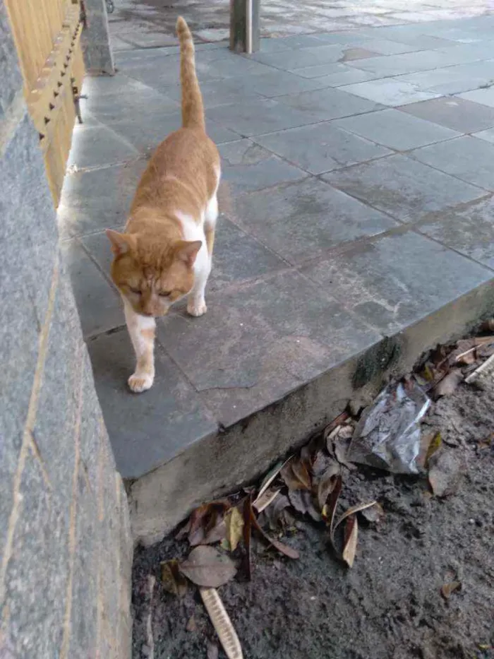 Gato ra a Mestiço  idade 2 anos nome Fefe