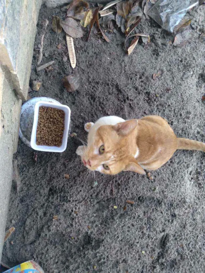 Gato ra a Mestiço  idade 2 anos nome Fefe