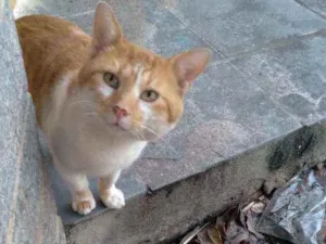 Gato raça Mestiço  idade 2 anos nome Fefe