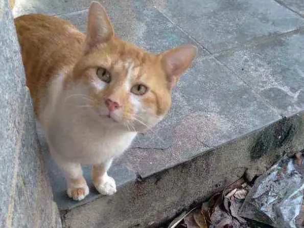 Gato ra a Mestiço  idade 2 anos nome Fefe