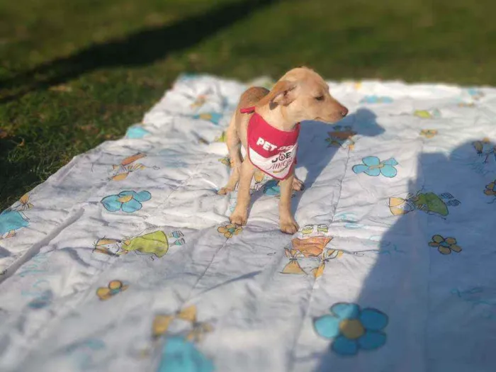 Cachorro raça SRD idade 2 a 6 meses nome Celta