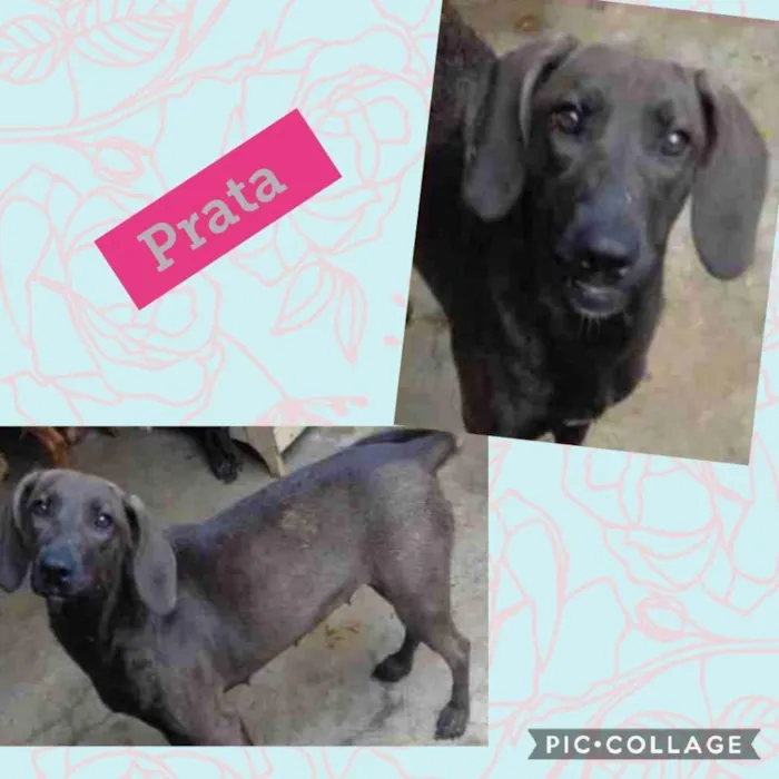 Cachorro ra a SRD-ViraLata idade 2 anos nome PRATA
