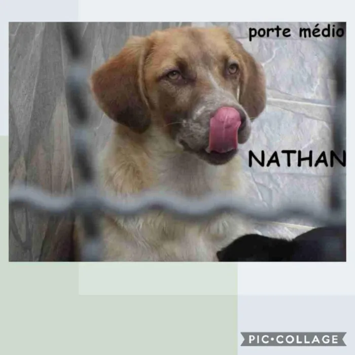Cachorro ra a SRD-ViraLata idade 2 anos nome NATHAN