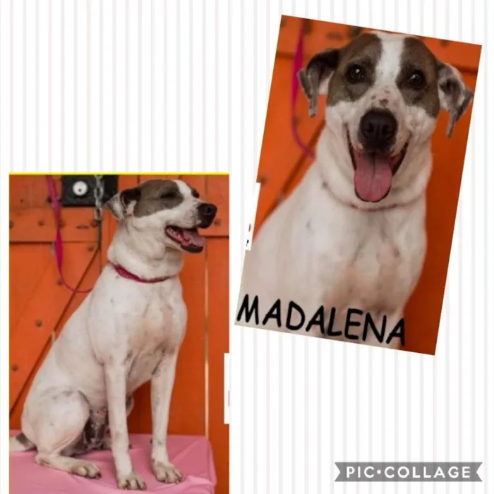 Cachorro ra a SRD-ViraLata idade 2 anos nome MADALENA