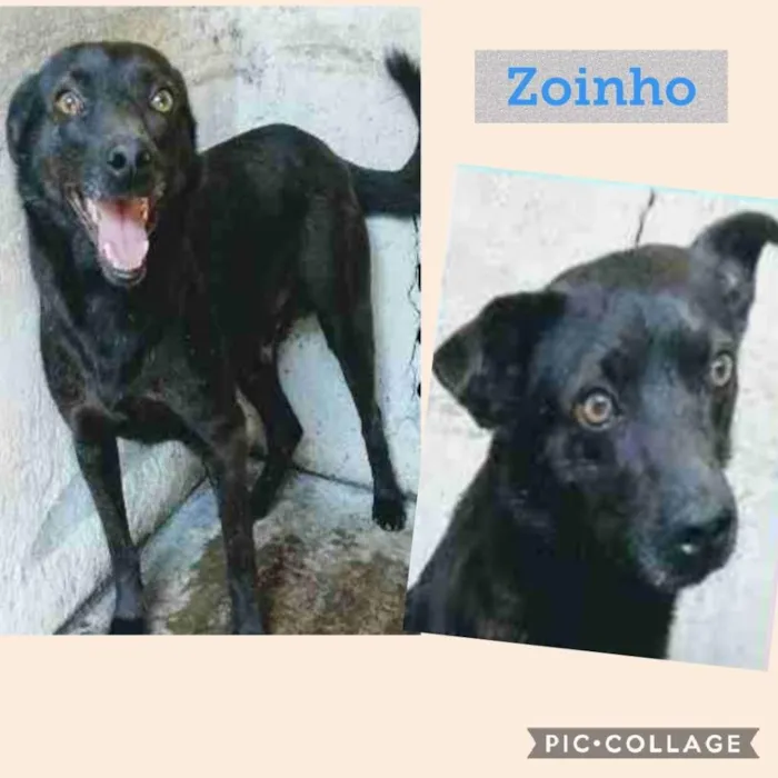 Cachorro ra a SRD-ViraLata idade 4 anos nome ZOINHO