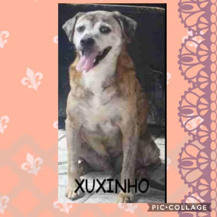 Cachorro ra a SRD-ViraLata idade 6 ou mais anos nome XUXINHO