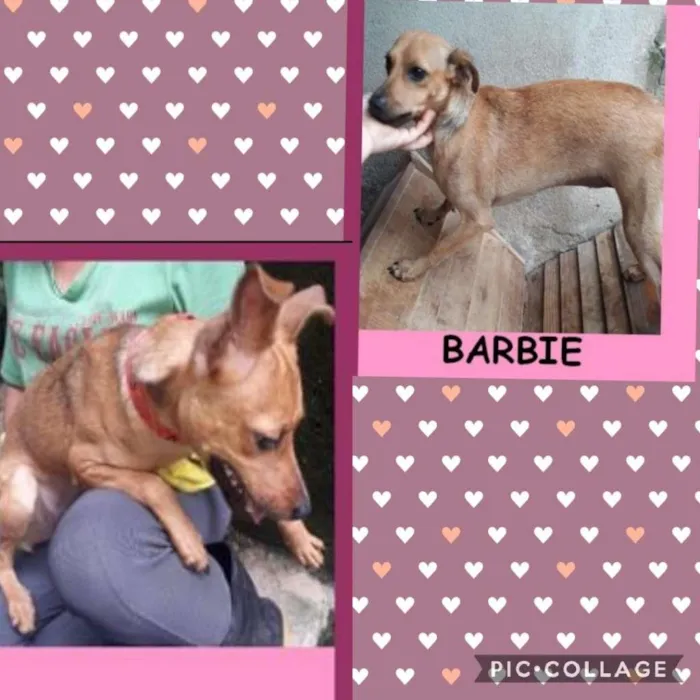Cachorro ra a SRD-ViraLata idade 2 anos nome BARBIE