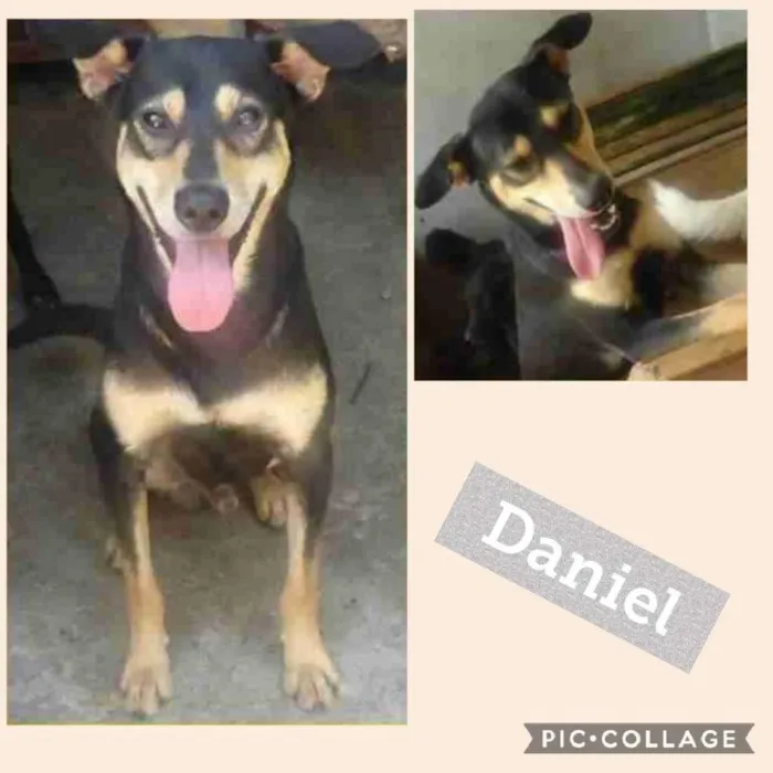 Cachorro ra a SRD-ViraLata idade 3 anos nome DANIEL