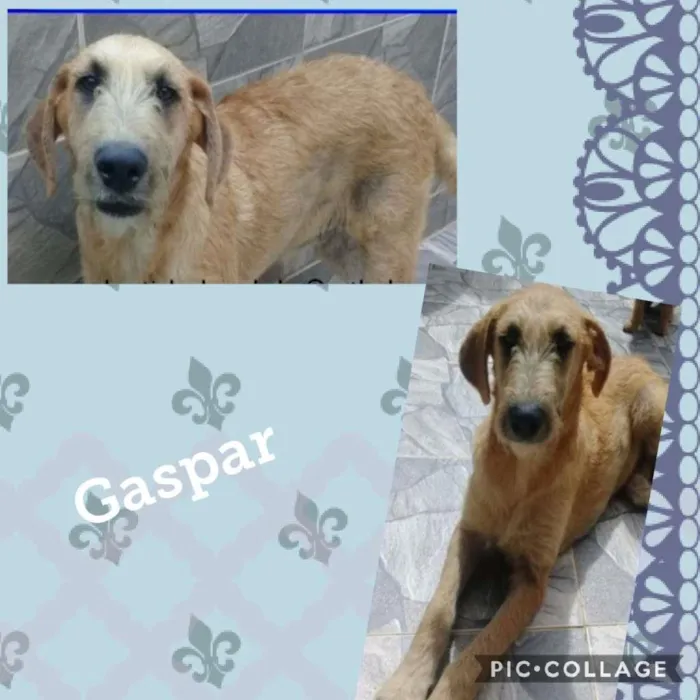 Cachorro ra a SRD-ViraLata idade 2 anos nome GASPAR