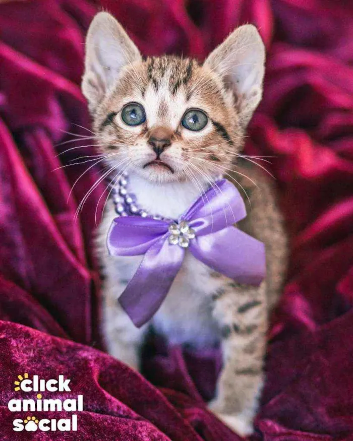 Gato ra a SRD ( SEM RACA DEFINIDA) idade Abaixo de 2 meses nome HELENA
