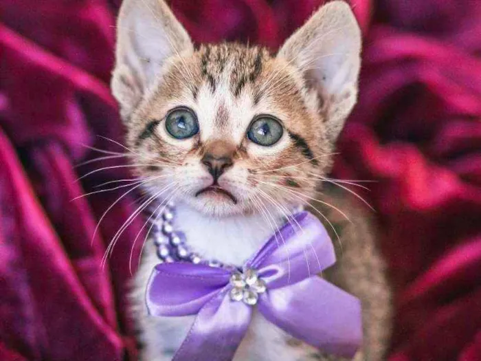 Gato ra a SRD ( SEM RACA DEFINIDA) idade Abaixo de 2 meses nome HELENA
