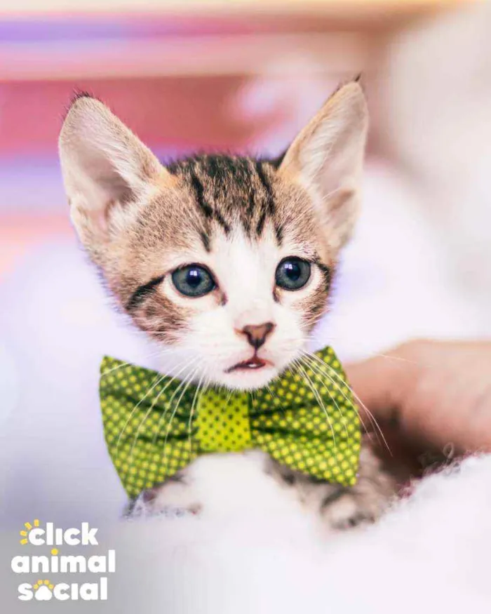 Gato ra a SRD ( SEM RACA DEFINIDA) idade Abaixo de 2 meses nome MIGUEL
