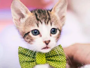 Gato raça SRD ( SEM RACA DEFINIDA) idade Abaixo de 2 meses nome MIGUEL