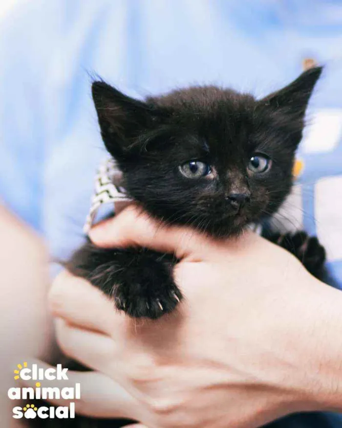 Gato raça SRD ( SEM RACA DEFINIDA) idade Abaixo de 2 meses nome FERNANDINHA