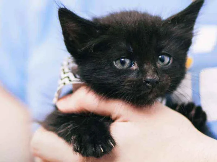 Gato raça SRD ( SEM RACA DEFINIDA) idade Abaixo de 2 meses nome FERNANDINHA