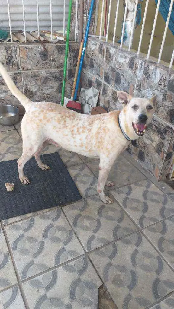 Cachorro ra a Mista  idade 7 a 11 meses nome Branquinha