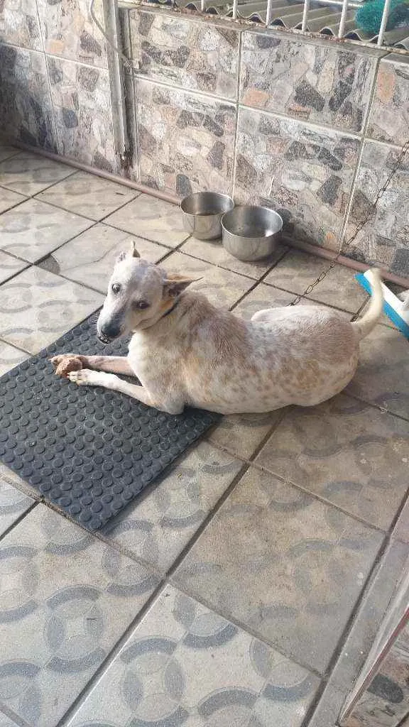 Cachorro ra a Mista  idade 7 a 11 meses nome Branquinha