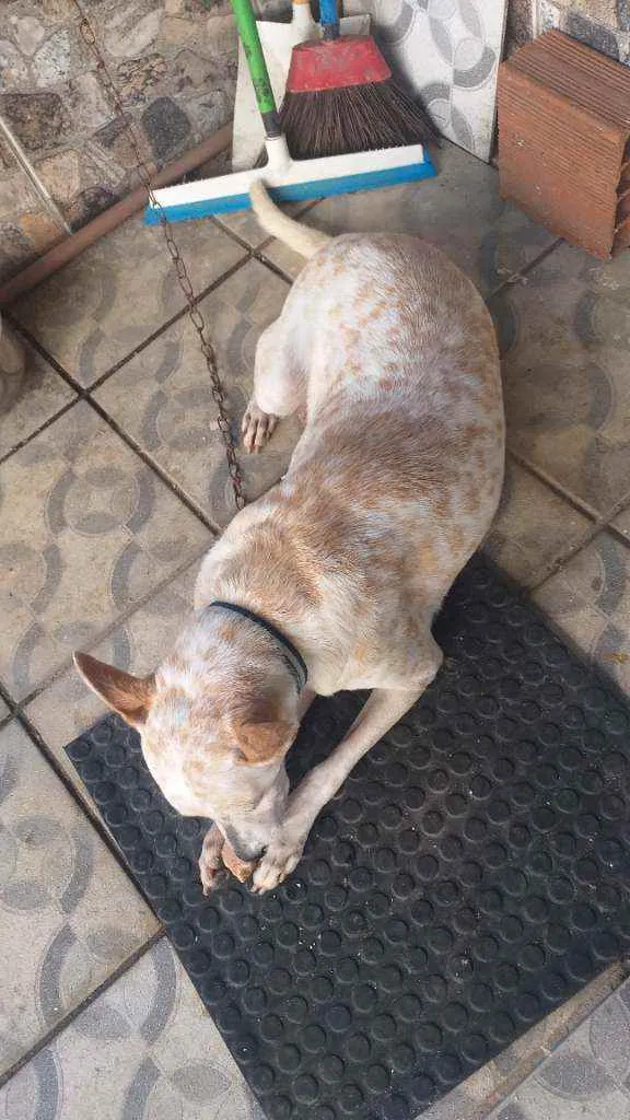 Cachorro ra a Mista  idade 7 a 11 meses nome Branquinha