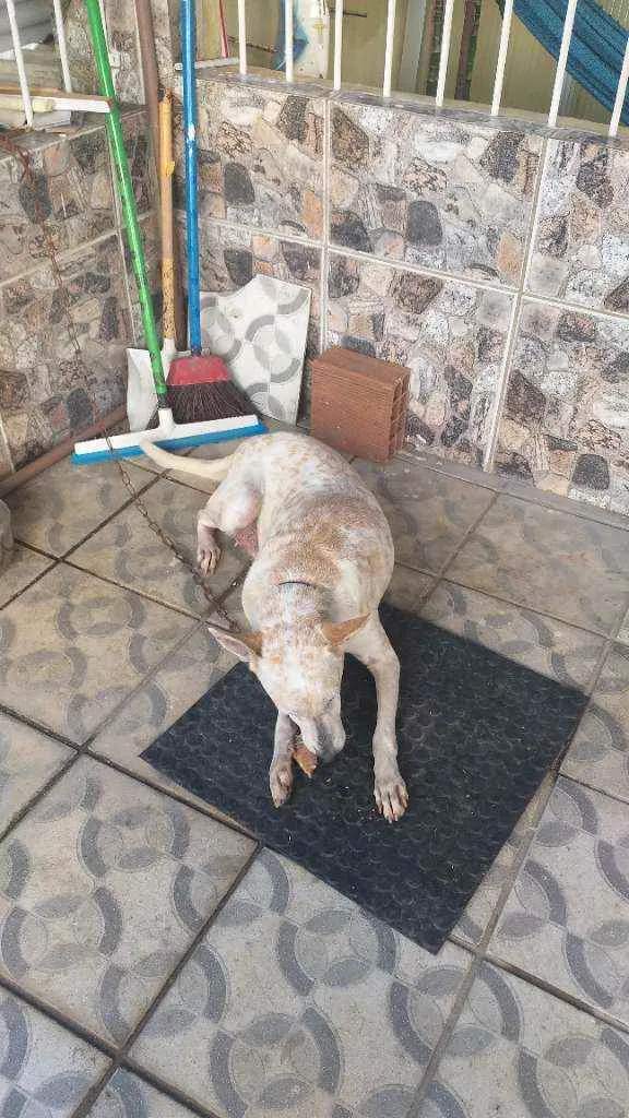 Cachorro ra a Mista  idade 7 a 11 meses nome Branquinha