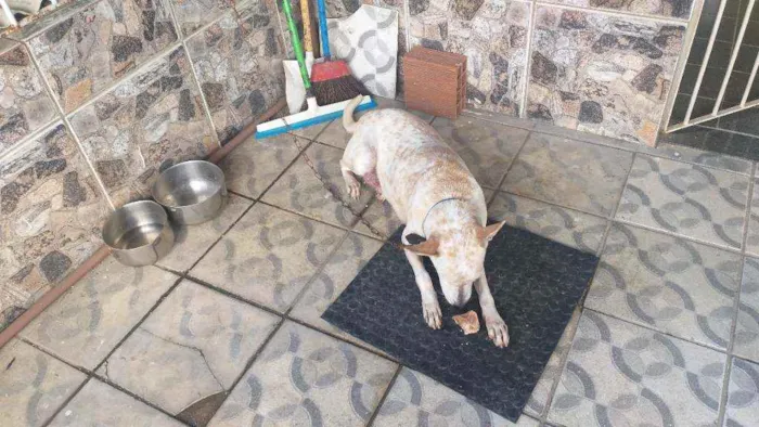 Cachorro ra a Mista  idade 7 a 11 meses nome Branquinha